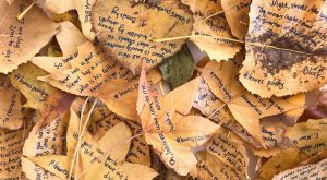 L'alternativa alla carta - poesie scritte sulle foglie